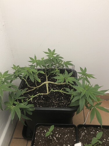Growreport Bild 7