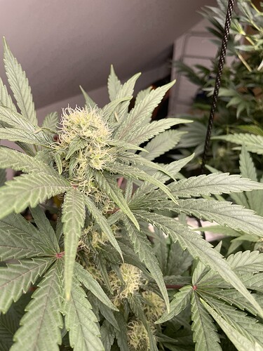 Growreport Bild 3