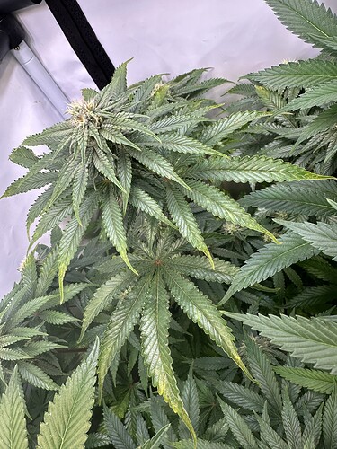 Growreport Bild 12