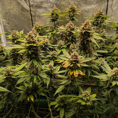 Growreport Bild 17