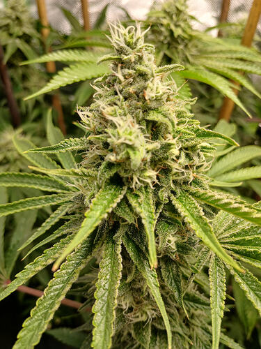 Growreport Bild 17