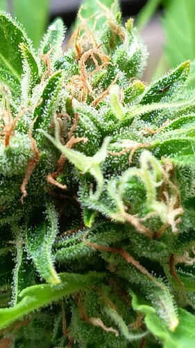 Growreport Bild 2