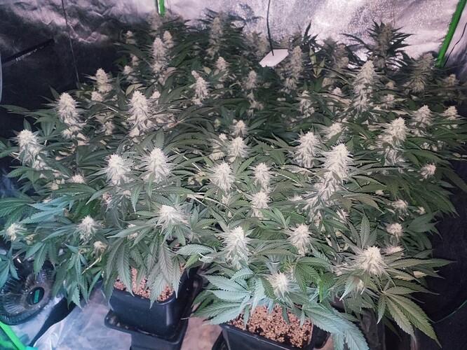 Growreport Bild 17