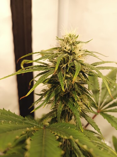 Growreport Bild 2