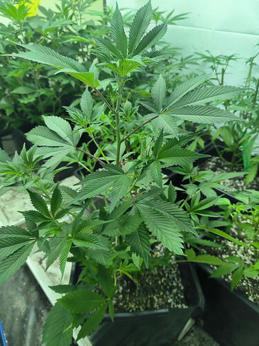 Growreport Bild 4