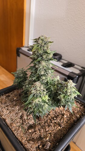 threema-20240615-215249828