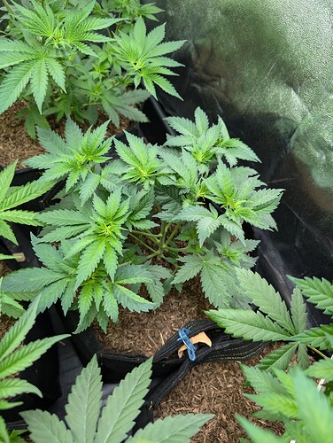 Growreport Bild 8