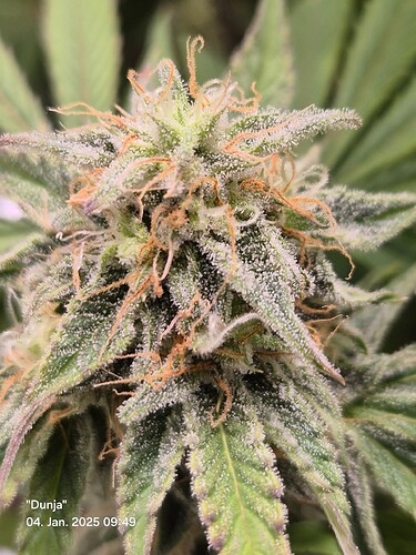 Growreport Bild 3