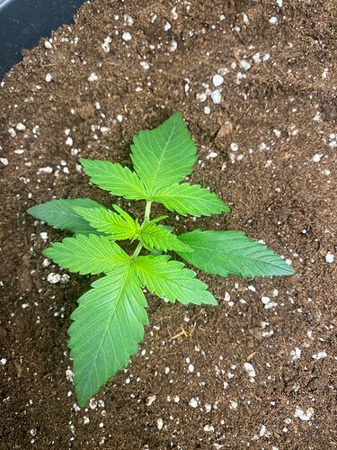 Growreport Bild 13