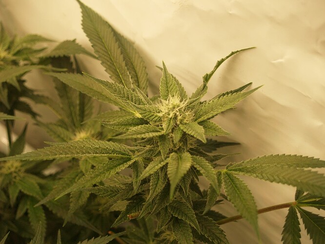 Growreport Bild 3