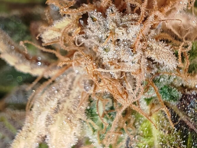 Growreport Bild 13