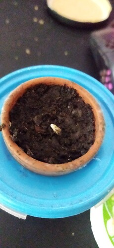 Growreport Bild 39