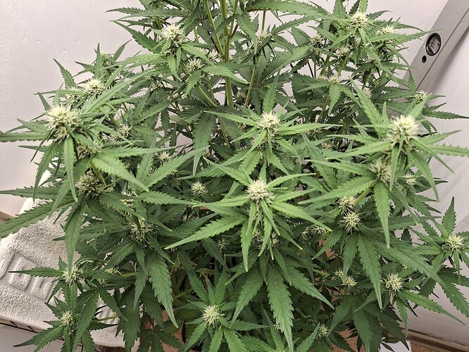 Growreport Bild 114