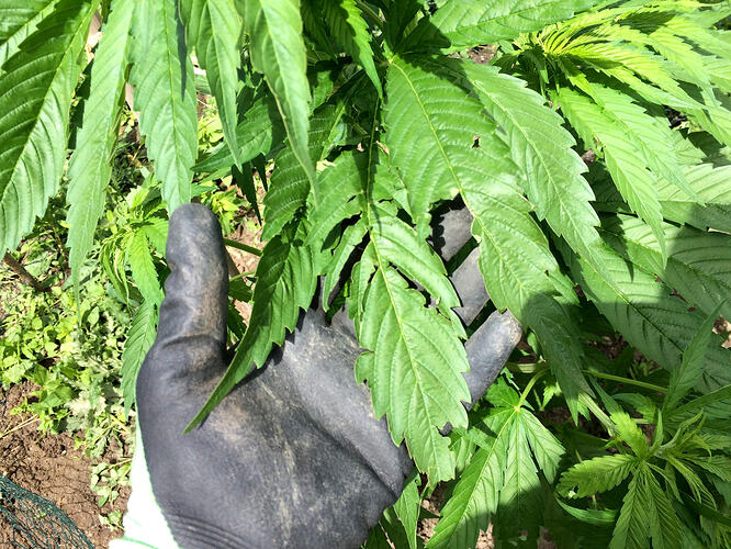 Grow26_0703_02