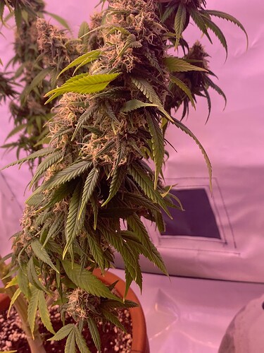 Growreport Bild 8