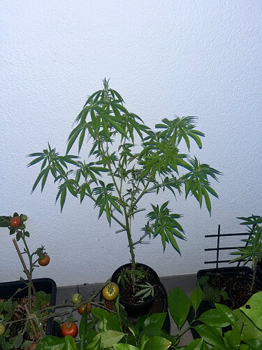 Growreport Bild 31