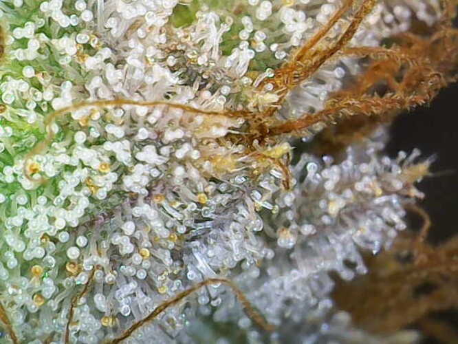 Growreport Bild 20