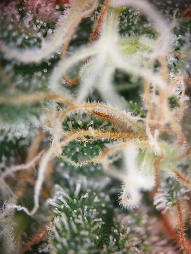 IMG_20250226_194541 - Kopie