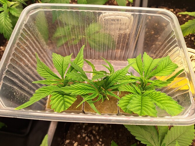 Growreport Bild 16
