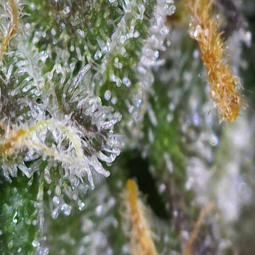 Growreport Bild 3