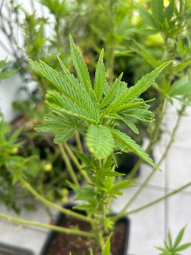 Growreport Bild 5