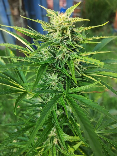 Growreport Bild 5