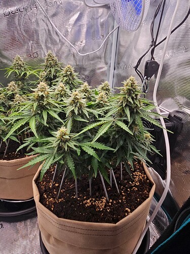 Growreport Bild 94