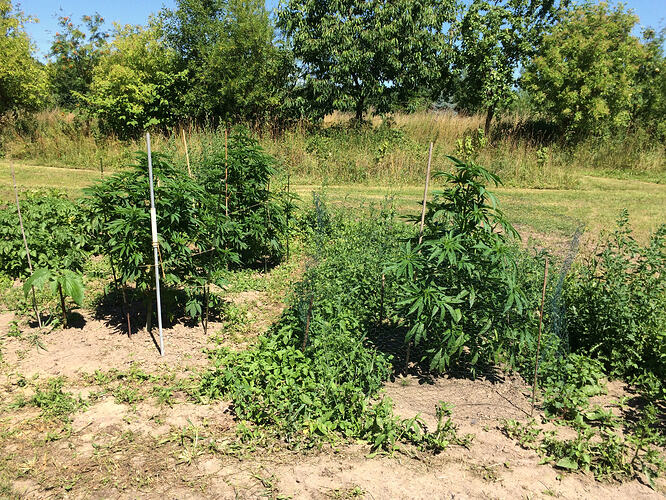 Grow26_0711_05