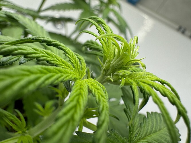 Growreport Bild 36