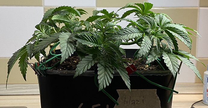 Growreport Bild 49
