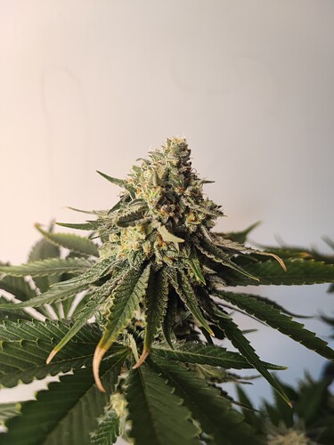 Growreport Bild 18