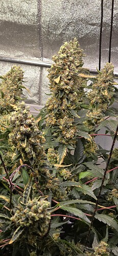 Growreport Bild 16