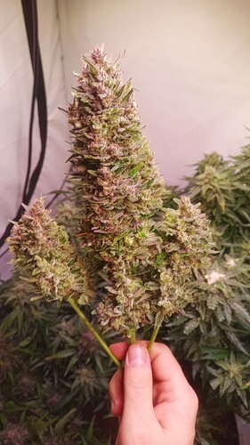 Growreport Bild 21