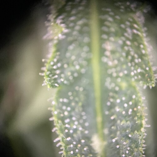 Growreport Bild 16