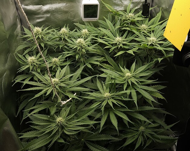 Growreport Bild 4