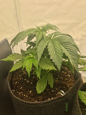 Growreport Bild 7