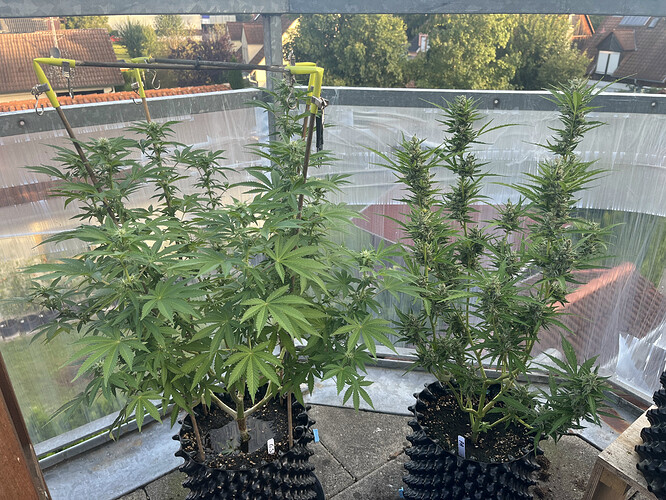 Growreport Bild 2
