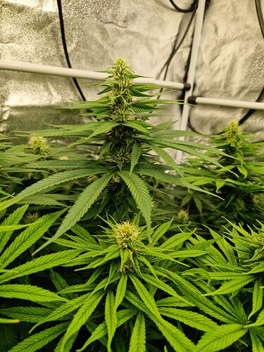 Growreport Bild 12