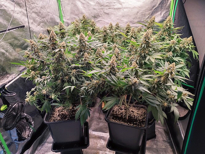Growreport Bild 2