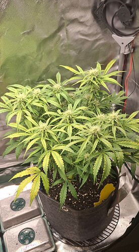 Growreport Bild 1