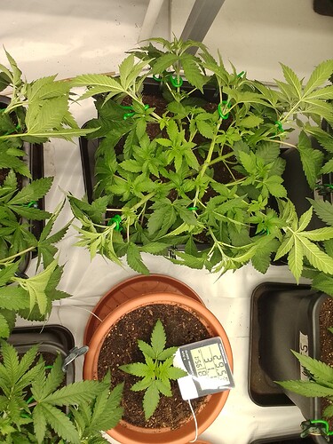 Growreport Bild 9