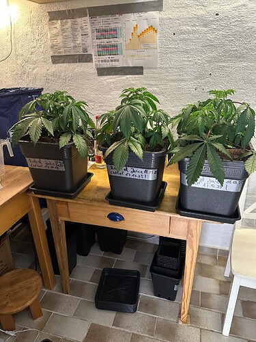 Growreport Bild 52