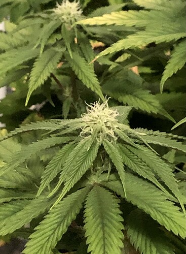 Growreport Bild 4