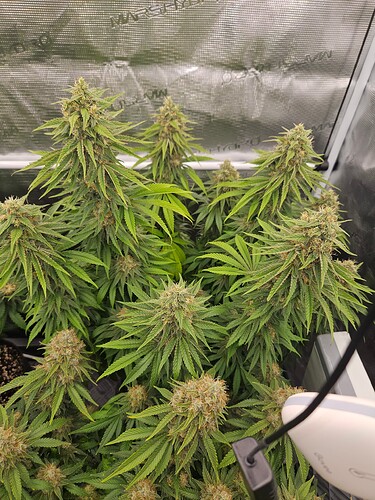 Growreport Bild 15