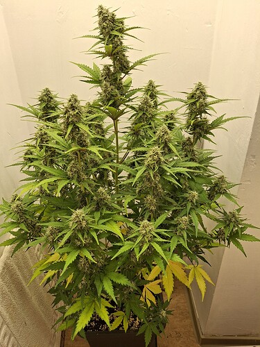 Growreport Bild 170