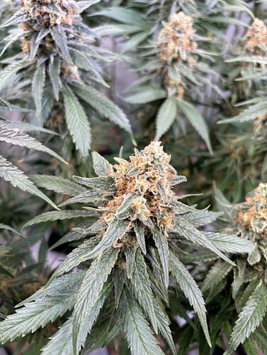Growreport Bild 4