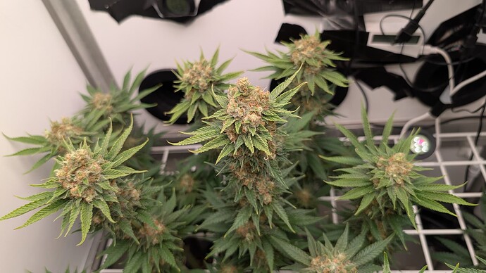 Growreport Bild 62