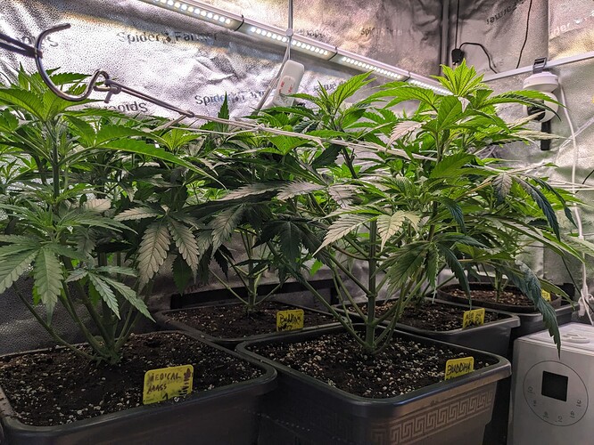 PXL_20240519_084732648