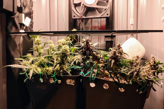 SCROG02