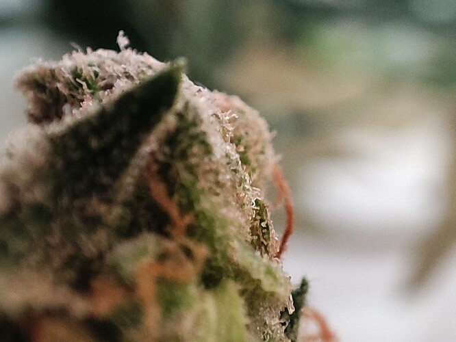 Growreport Bild 44